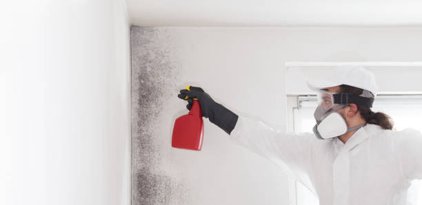 Best DIY Mold Remediation Support Services in Norcross, GA